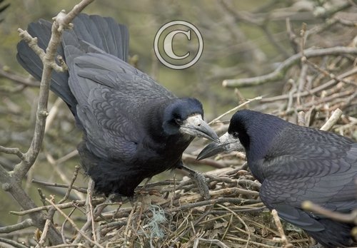 Pair of Rooks 2